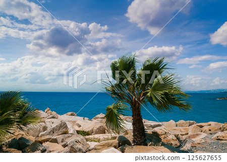 Rocky beach with palm tree. Nature Cyprus 125627655
