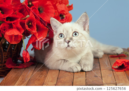 Cute young cat with poppies lying on wooden table in studio 125627656