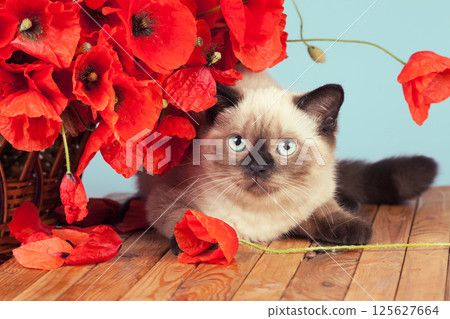 Cute young cat with poppies lying on wooden table in studio 125627664