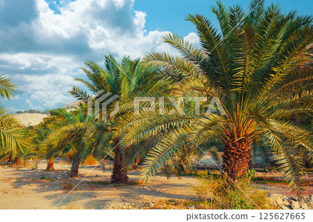 Date palm plantation Date palm plantation 125627665