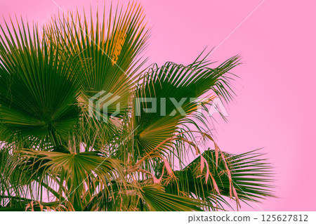 Palm leaves against pink background. Tropical nature background 125627812