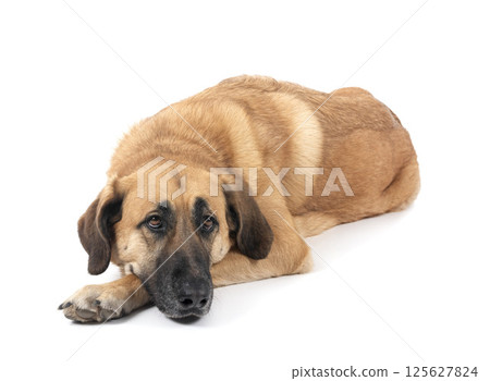 Spanish Mastiff in studio 125627824