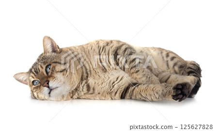 bengal kitten in studio bengal kitten in studio 125627828