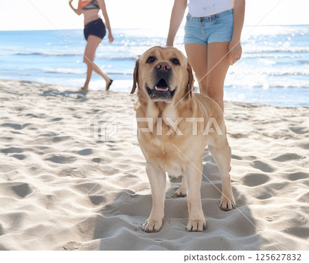 adult labrador retriever on the beach 125627832