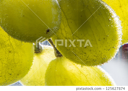 Ripe grape berries look delicate and appetizing in the water, surrounded by bubbles. Tiny air spheres cover the grapes, giving them a sense of lightness. Ripe grape berries look delicate and appetizing in the water, surrounded by bubbles. Tiny air spheres cover the grapes, giving them a sense of lightness. 125627874