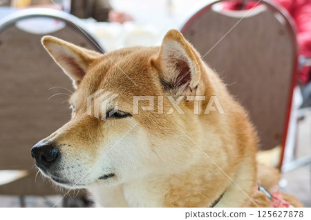 close-up of a Shiba Inu dog head with dog looking to the left, eyes partially closed. The dog is seated in a chair close-up of a Shiba Inu dog head with dog looking to the left, eyes partially closed. The dog is seated in a chair 125627878
