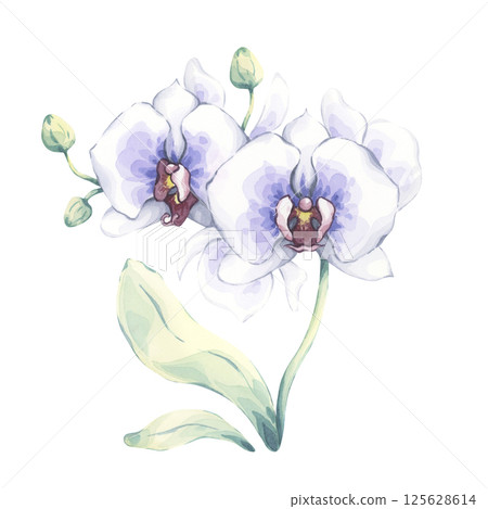 Watercolor orchid in white and blue. Hand-painted illustration of an exotic flower with buds and green leaves. Perfect for botanical design, invitations, and elegant floral decor 125628614