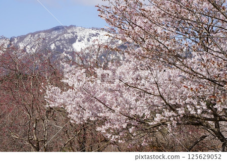 Spring in Neo with cherry blossoms in bloom Spring in Neo with cherry blossoms in bloom 125629052