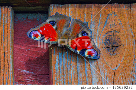 Close-up peacock butterfly, close-up colorful butterfly, Aglais io on the wooden wall 125629282
