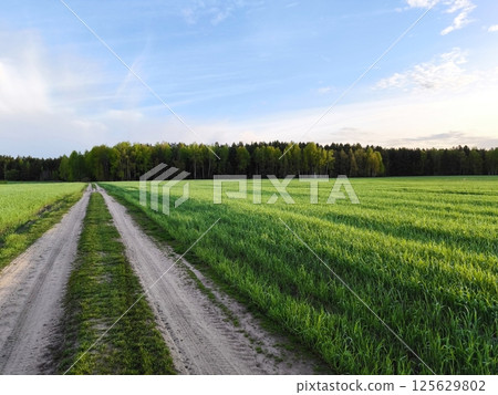 rural road in the middle of a green meadow. Beautiful green meadow, surrounded by a spring forest. Bright, lush, green natural landscape. 125629802