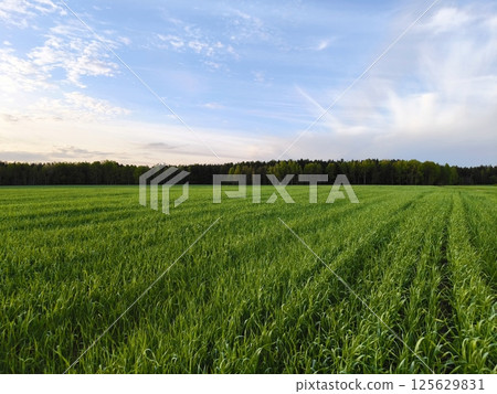 Beautiful Landscape nature background image of spring nature with surrounded by trees against a blue sky sunny day. Lush green field 125629831