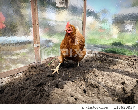 Brown free range chicken pecking at ground and walking around outdoors 125629837