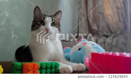 A beautiful white pet cat with gray spots lies at home on a bed surrounded by toys. white cat is lying on the couch with toys 125629845