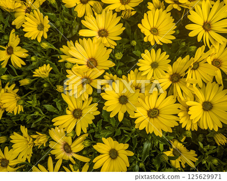 Top view of a vibrant cluster of blooming yellow daisies in a garden bed 125629971