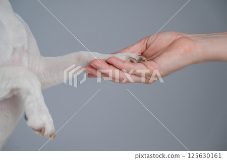 The owner holds the dog by the paw. Close-up.  125630161