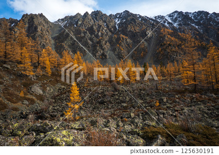 Autumn yellow larch trees in a rocky mountain valley landscape 125630191