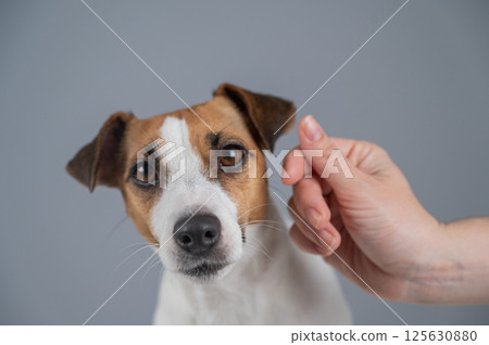 Owner holds her hands in the shape of a heart near the face of her Jack Russell Terrier.  125630880