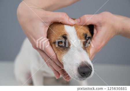 Owner holds her hands in the shape of a heart near the face of her Jack Russell Terrier.  125630881