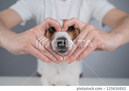 Owner holds her hands in the shape of a heart near the face of her Jack Russell Terrier.  125630882