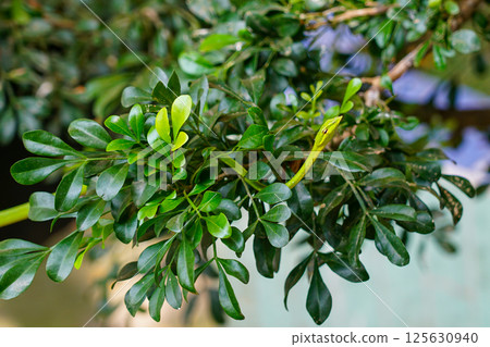 Asian Green Vine Snake, camouflaged predator in its natural habitat, Ahaetulla prasina 125630940