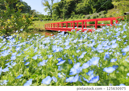 風早村：紫藤和粉紅蝶花盛開 125630975