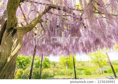 風早村：紫藤和粉紅蝶花盛開 125630991