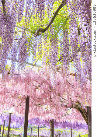 Kazahaya Village: Wisteria and nemophila in full bloom 125630999