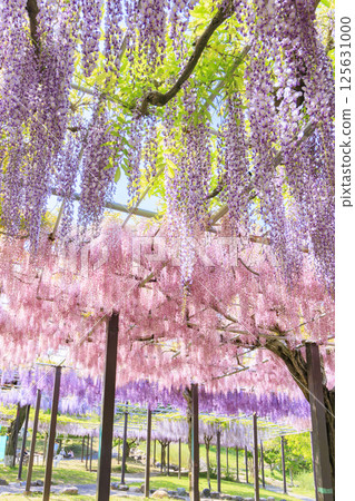 Kazahaya Village: Wisteria and nemophila in full bloom 125631000