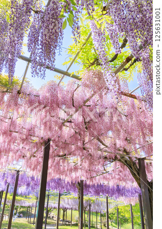 風早村：紫藤和粉紅蝶花盛開 125631001