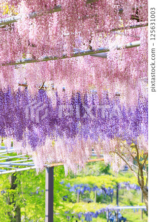 Kazahaya Village: Wisteria and nemophila in full bloom 125631003