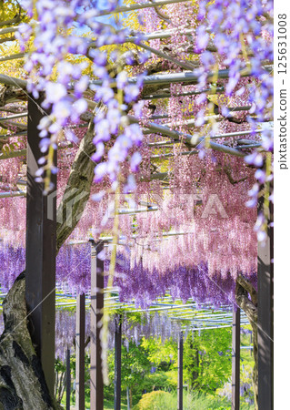 Kazahaya Village: Wisteria and nemophila in full bloom Kazahaya Village: Wisteria and nemophila in full bloom 125631008