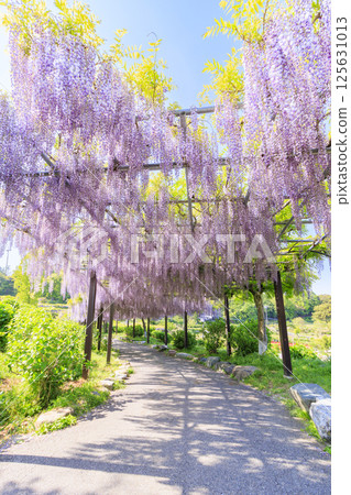 風早村:紫藤和粉紅蝶花盛開 風早村:紫藤和粉紅蝶花盛開 125631013