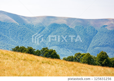 carpathian mountain landscape in summer. vacation season. scenery with grassy alpine meadows and primeval beech forest. sunny day. pasture on the hillside 125631256
