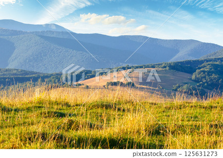 mountain landscape with pasture in morning light. vacation season. carpathian countryside scenery with green meadow on a hill in summer. scenic view of alpine grass under blue sky with clouds 125631273