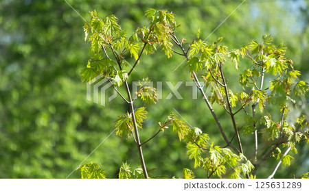 Young maple leaves close-up on a spring forest background Young maple leaves close-up on a spring forest background 125631289