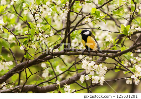 A titmouse rests on a branch of a cherry tree A titmouse rests on a branch of a cherry tree 125631291