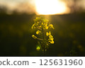 Yellow flower against the backdrop of the setting sun. Lightness concept. 125631960