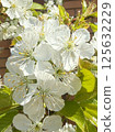Spring white flowers of cherry blossoms blooming in the garden. Flowering trees 125632229