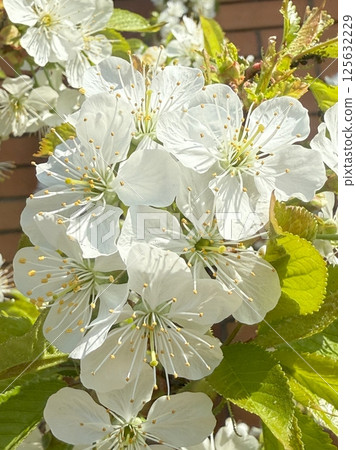 Spring white flowers of cherry blossoms blooming in the garden. Flowering trees 125632229