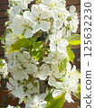 Spring white flowers of cherry blossoms in a pot 125632230