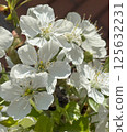 Spring white flowers of cherry blossoms blooming in the garden 125632231