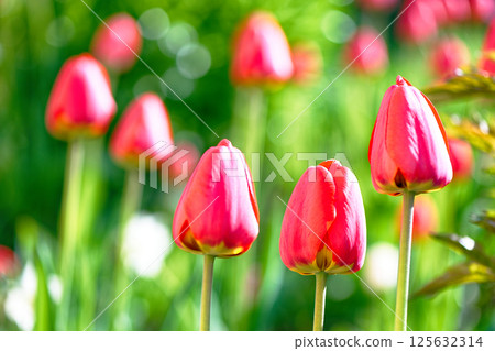 Bright red tulips in spring. Floral background Bright red tulips in spring. Floral background 125632314