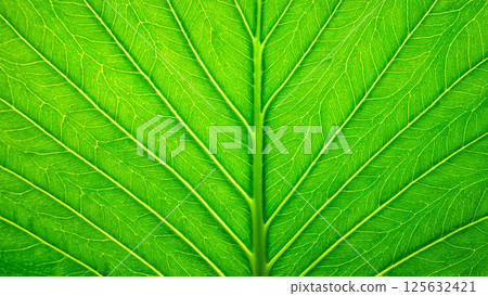 Green leaf pattern 125632421