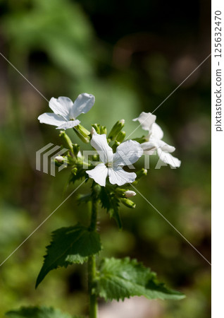 White flowers of Ginsenso 125632470