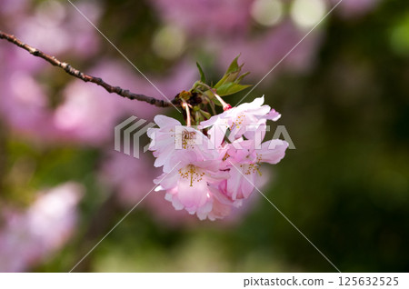 櫻花 石川櫻花 125632525