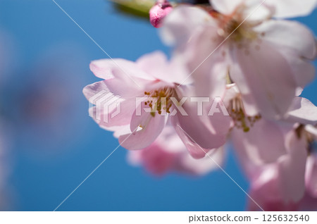 櫻花 石川櫻花 櫻花 石川櫻花 125632540