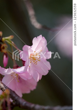 Sakura Shikawa Sakura 125632559