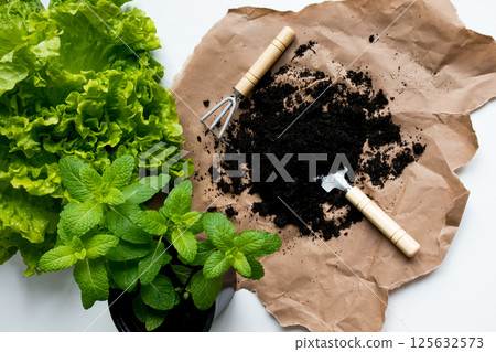 Fresh green lettuce and mint with gardening tools and soil on brown paper Fresh green lettuce and mint with gardening tools and soil on brown paper 125632573