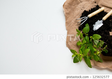 Gardening tools and mint plant on brown paper with black soil on white surface 125632577