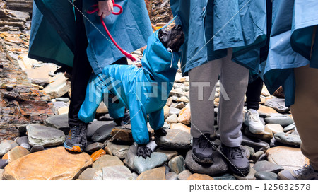 Dog in blue raincoat with group on rocky beach 125632578
